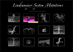 Mutant Video